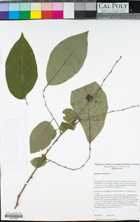 Diospyros virginiana image