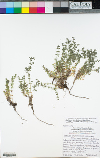 Galium californicum image