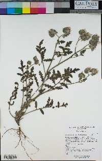 Phacelia cicutaria image