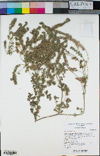 Phacelia distans image