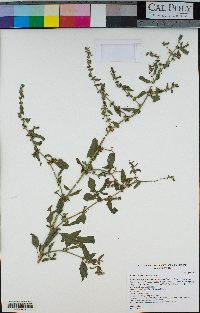 Rumex conglomeratus image