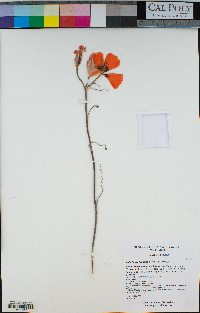 Calochortus kennedyi image