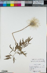 Anemone patens var. multifida image