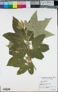 Platanus racemosa image