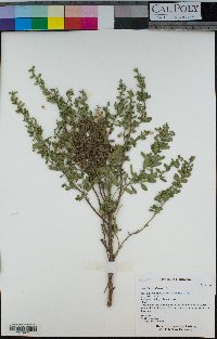 Baccharis pilularis image