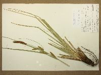 Carex barbarae image