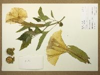 Datura wrightii image