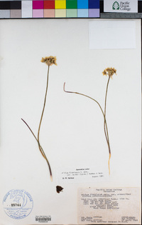 Allium fimbriatum var. purdyi image