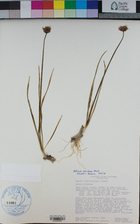 Lathyrus nevadensis image