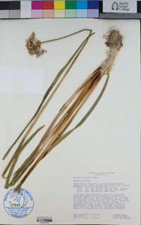 Allium validum image