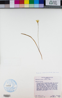 Triteleia crocea image