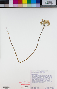 Triteleia crocea image