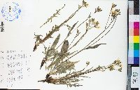 Crepis acuminata image