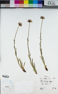 Erigeron glacialis var. glacialis image