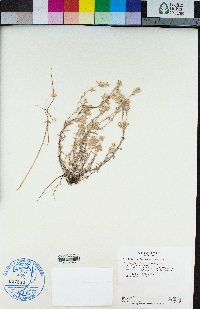 Logfia filaginoides image