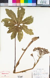 Petasites frigidus var. palmatus image