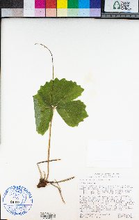 Achlys triphylla image