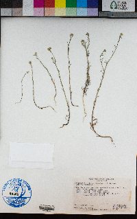 Cryptantha flaccida image