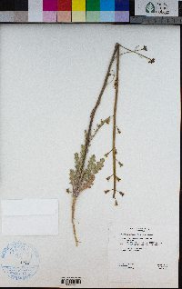 Caulanthus pilosus image