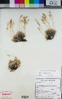 Draba pterosperma image