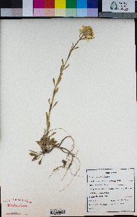 Erysimum perenne image