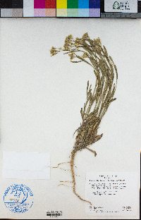 Physaria douglasii subsp. douglasii image