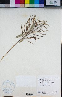 Phoenicaulis cheiranthoides image