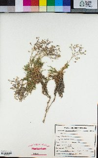 Pseudostellaria jamesiana image