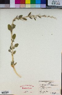 Chenopodium album image