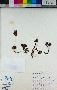 Sedum obtusatum image