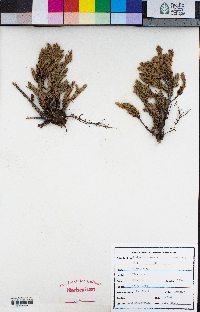 Juniperus communis image