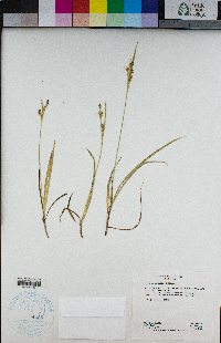 Carex aurea image