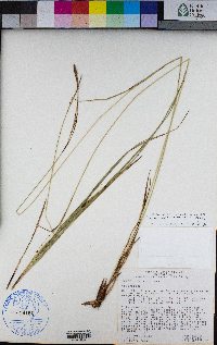 Carex luzulina image