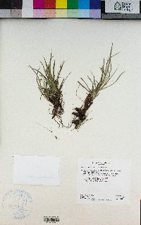 Carex rossii image