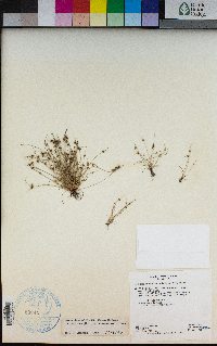 Lipocarpha occidentalis image