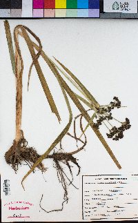 Scirpus microcarpus image