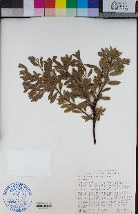 Arctostaphylos nevadensis image