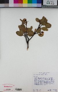 Arctostaphylos patula image