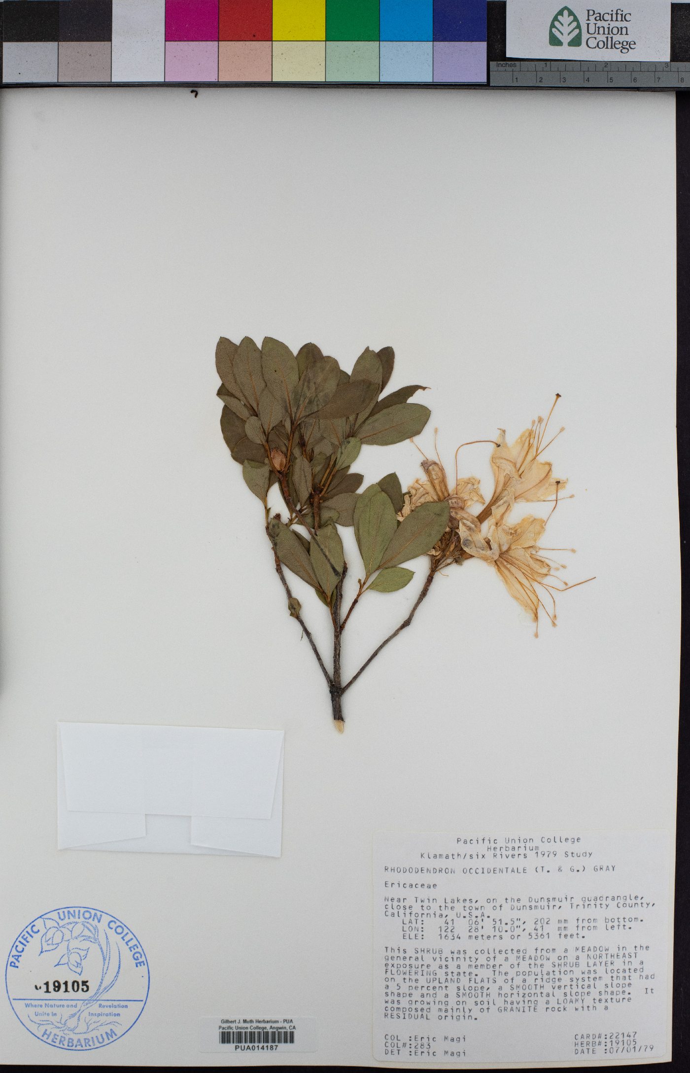 Rhododendron occidentale image