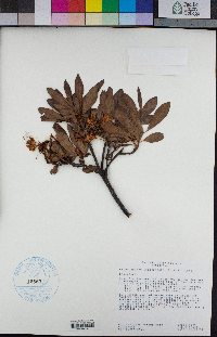 Rhododendron occidentale image