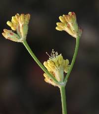 Eriogonum nudum image