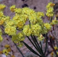 Eriogonum nudum image