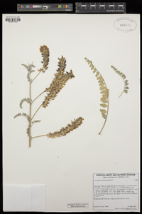 Astragalus brauntonii image