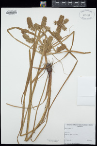 Cyperus strigosus image