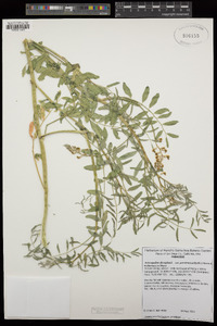 Astragalus douglasii var. perstrictus image