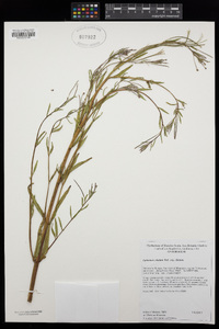 Epilobium ciliatum subsp. ciliatum image