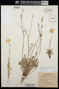 Eschscholzia papastillii image