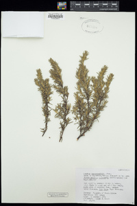 Image of Grubbia rosmarinifolia