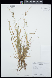 Carex retroflexa image