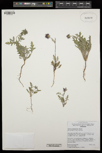 Salvia columbariae image